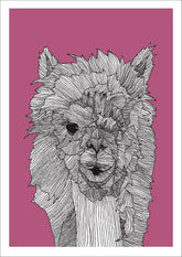 Lama Urs